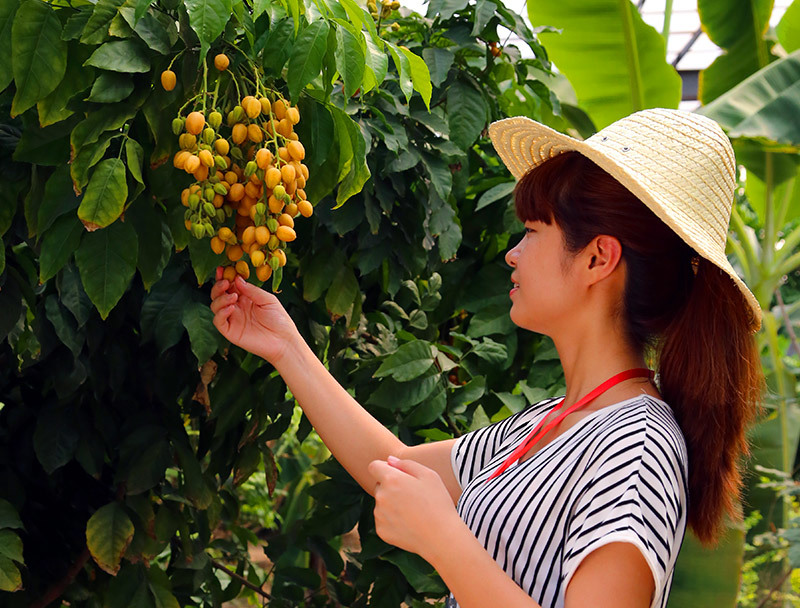 第五季台灣熱(rè)帶水果園