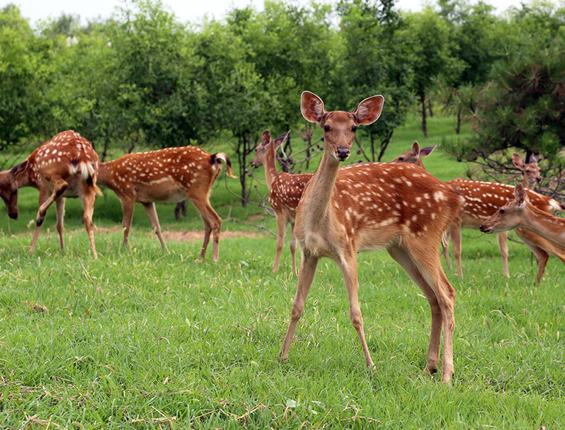 第五季動物樂園